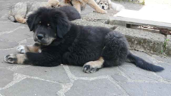 cucciolo tibetan for sale