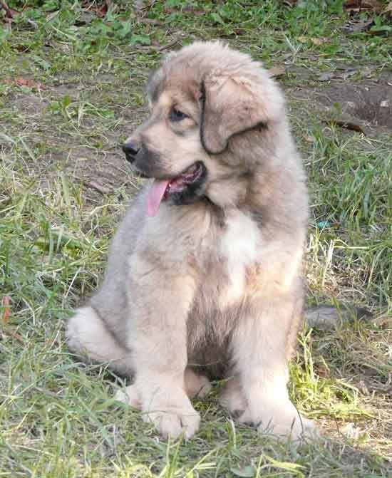 tibetan cucciola gold