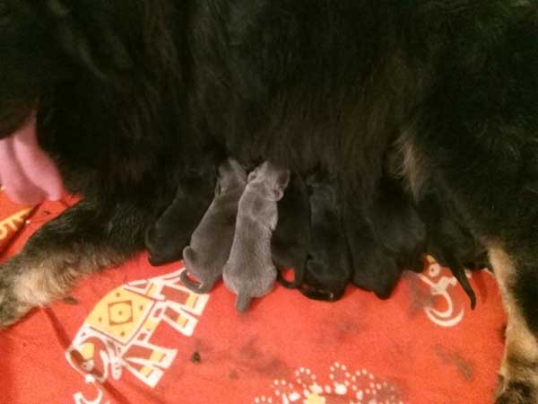 tibetan mastiff cuccioli 