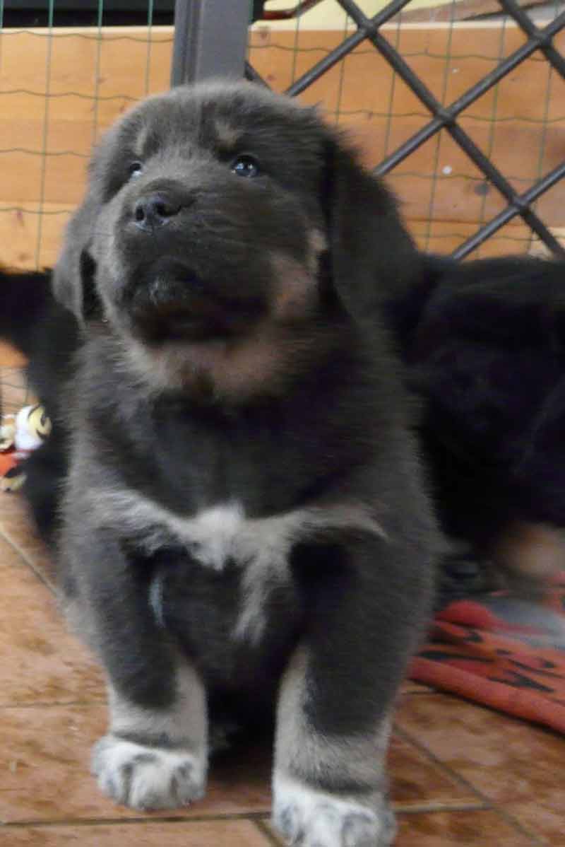 tibetan mastiff cuccioli 