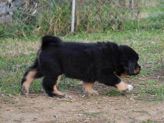 tibetan mastiff cuccioli 