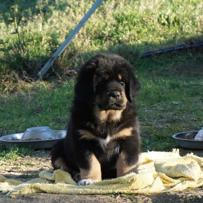 tibetan mastiff cuccioli 