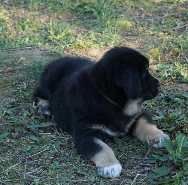 tibetan mastiff cuccioli 