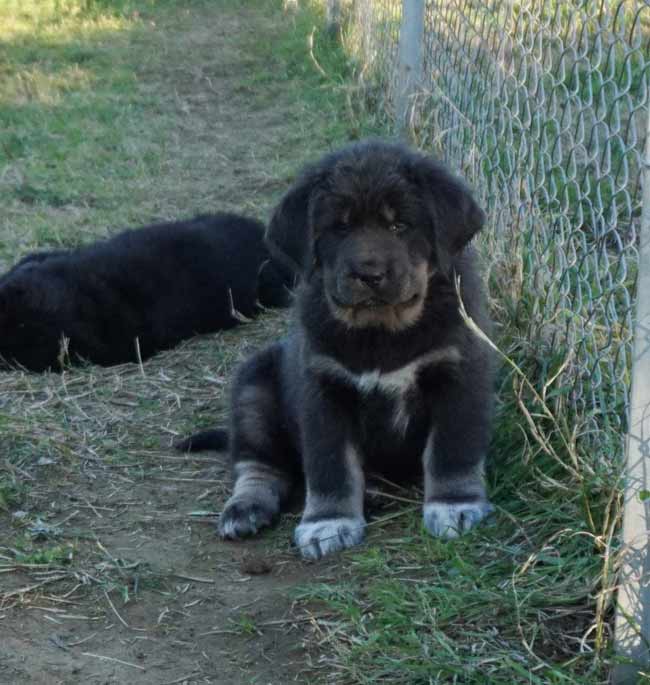 tibetan mastiff cuccioli 