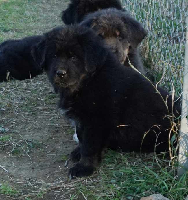 tibetan mastiff cuccioli 