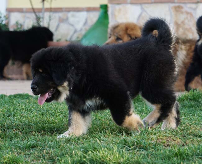 tibetan mastiff cuccioli 