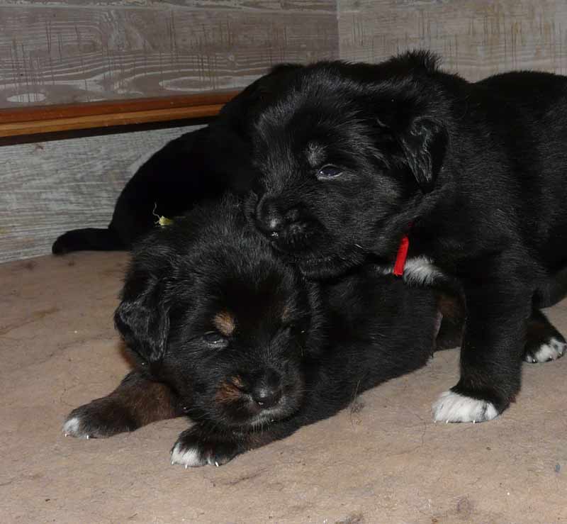 tibetan mastiff cuccioli 