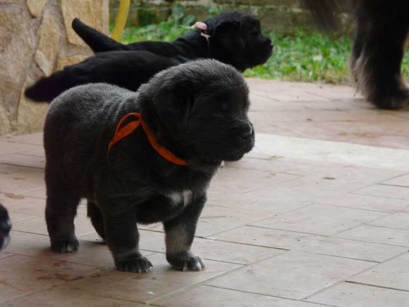 tibetan mastiff cuccioli 