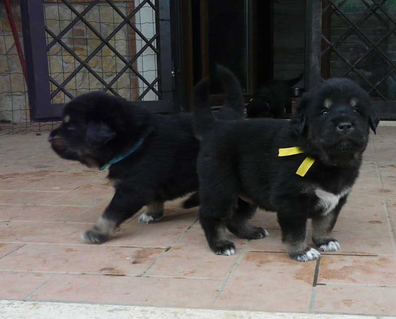tibetan mastiff cuccioli 