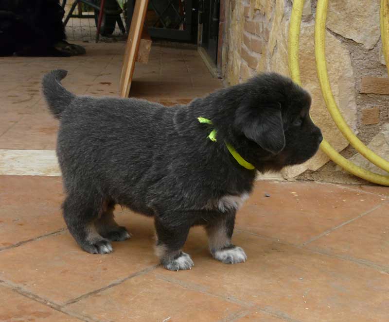tibetan mastiff cuccioli 