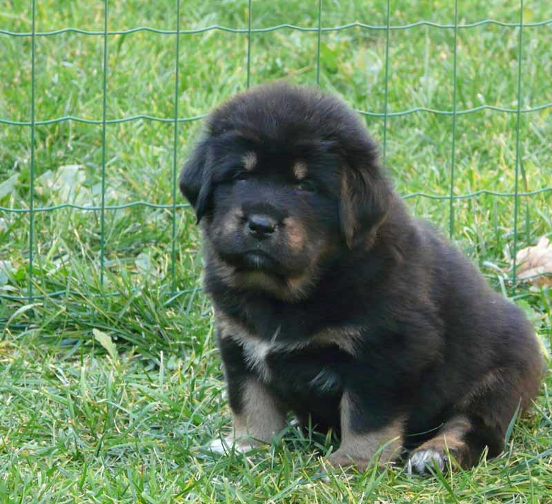 tibetan mastiff cuccioli 