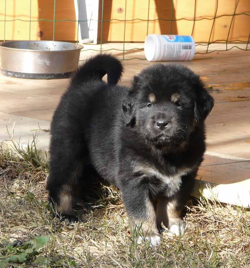 tibetan mastiff cuccioli 
