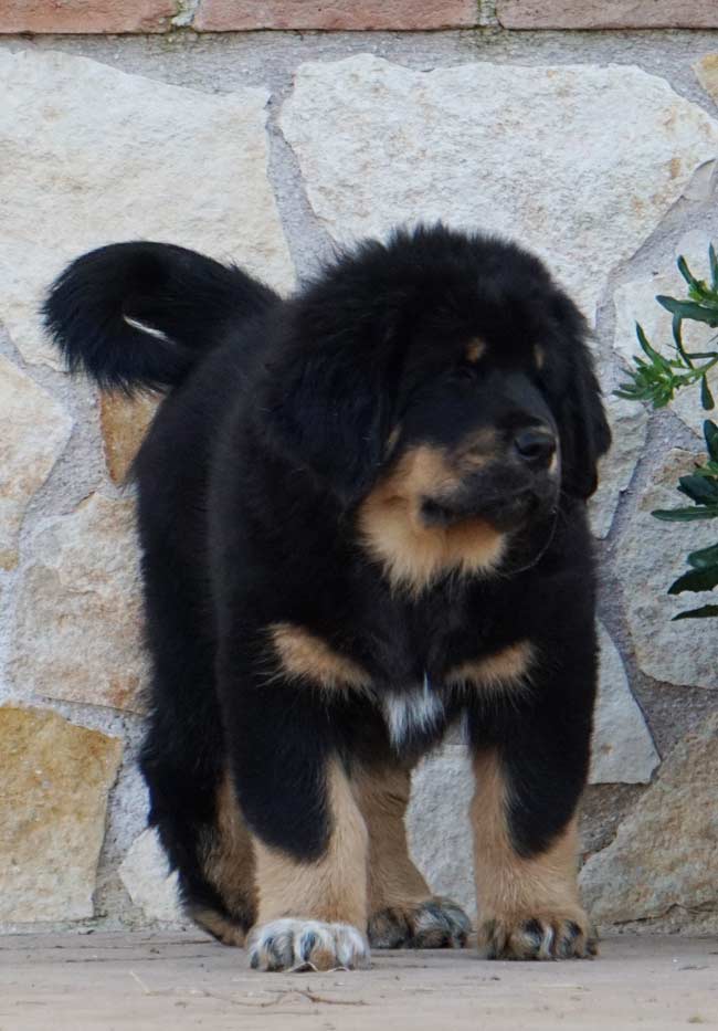 tibetan mastiff cuccioli 