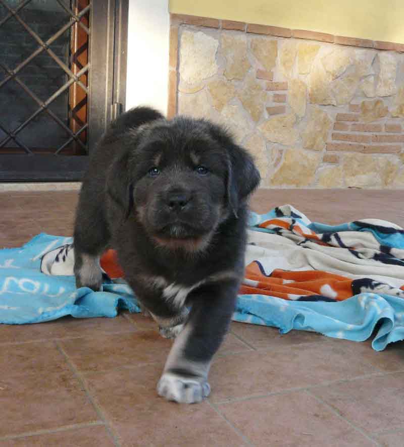 tibetan mastiff cuccioli 
