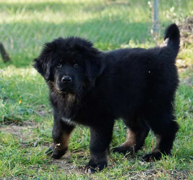 tibetan mastiff cuccioli 