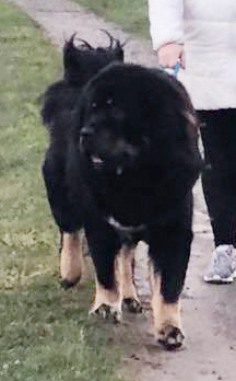 tibetan mastiff cuccioli 