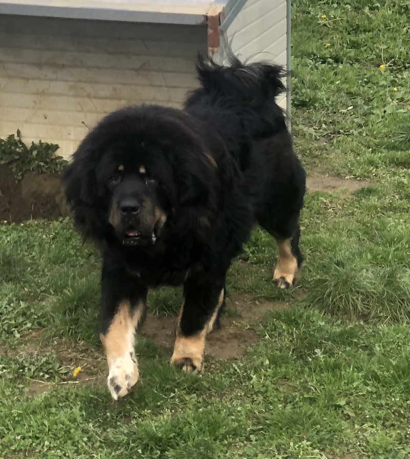 tibetan mastiff cuccioli 